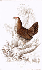 Gallus Sonnerati (Female) Hand Colored Plate