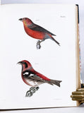 Zoology of New York or the New York Fauna, Part II. Birds (hand-colored plates)