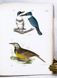 Zoology of New York or the New York Fauna, Part II. Birds (hand-colored plates)