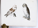 Zoology of New York or the New York Fauna, Part II. Birds (hand-colored plates)