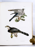 Zoology of New York or the New York Fauna, Part II. Birds (hand-colored plates)