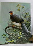 Curassows and related Birds