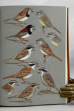 Buntings and Sparrows: A Guide to the Sparrows and Buntings of North America and the World