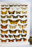 The Macrolepidoptera of the World (a complete, fully bound set: 16 volumes and 4 supplements bound in 30 total volumes)