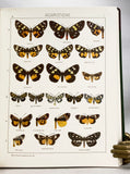 The Macrolepidoptera of the World (a complete, fully bound set: 16 volumes and 4 supplements bound in 30 total volumes)