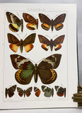 The Macrolepidoptera of the World (a complete, fully bound set: 16 volumes and 4 supplements bound in 30 total volumes)