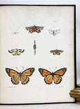 Natural History of New York, Part V: Agriculture, Volume 5 - Description of the More Common and Injurious Species of Insects (with fine hand-colored plates)