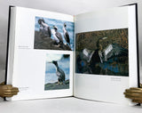 Cormorants, Darters and Pelicans of the World