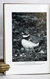 Birds of Arctic Alaska