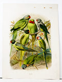 Grey-headed, Red-Cheeked, Malabar, Black-Headed and Rosy Hand-Colored Plate