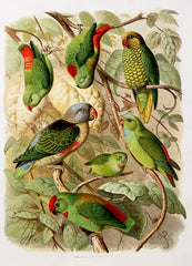 Mealy Amazon, Guatemalan Amazon, Vinaceous Amazon, Salle's Amazon, White-fronted Amazon, Green-cheeked Amazon, and Yellow-cheeked Amazon Hand-Colored Plate