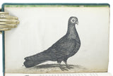 A Treatise on Domestic Pigeons, comprehending all of the different species known in England; describing the perfections and imperfections of each, ... the method of breeding the most curious and valuable sorts, ... the generation of pigeons in general.