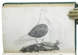 A Treatise on Domestic Pigeons, comprehending all of the different species known in England; describing the perfections and imperfections of each, ... the method of breeding the most curious and valuable sorts, ... the generation of pigeons in general.