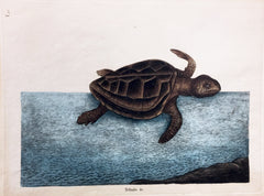 Catesby Logger-head Turtle Hand-Colored Plate