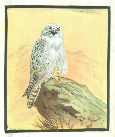 Painting of a Greenland Falcon