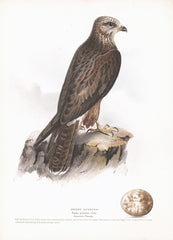 Honey Buzzard (Pernis apivorus) Hand Colored Plate