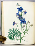 Floral Illustrations of the Seasons: Consisting of Drawings from Nature of some of the Most Beautiful, Hardy and Rare Herbaceous Plants cultivated in the Flower Garden, carefully arranged according to their Seasons of Flowering