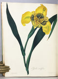 Floral Illustrations of the Seasons: Consisting of Drawings from Nature of some of the Most Beautiful, Hardy and Rare Herbaceous Plants cultivated in the Flower Garden, carefully arranged according to their Seasons of Flowering