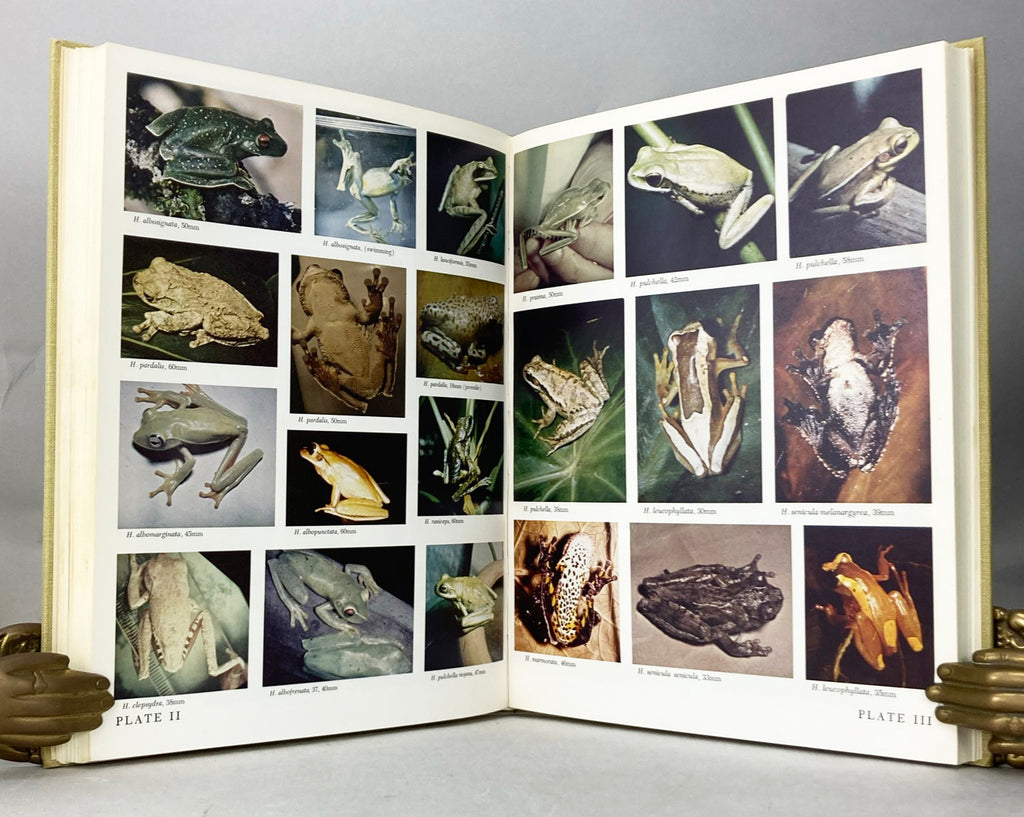 Brazilian Species of Hyla – Natural History Books