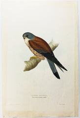 Gould Lesser Kestril (kestrel) Hand-Colored Plate