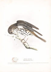 Missel Thrush (Turdus miscovorus) Hand Colored Plate