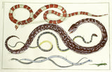 Snakes, TOMUS II, TABULA XXVII